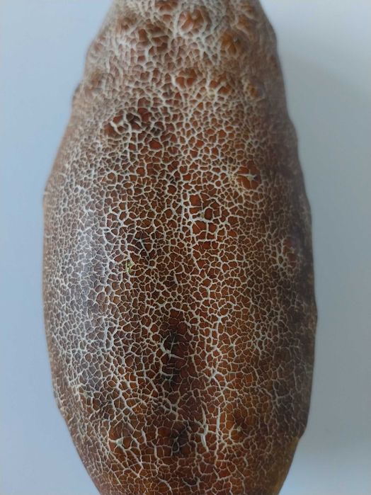 Ogórek brązowy ukraiński nasiona 25szt