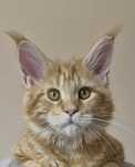 Fêmea Maine Coon - Red Tabby (com LOP)