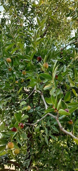 Продам саженцы и плоды  китайского финика унаби .