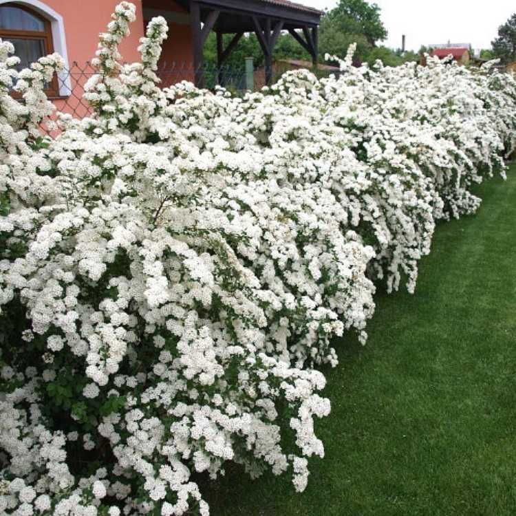 Саженцы декоративных деревьев, кустарников , розы