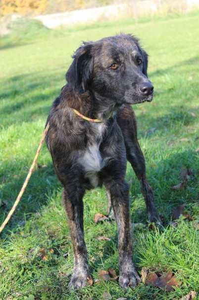 097107 Frotka do adopcji