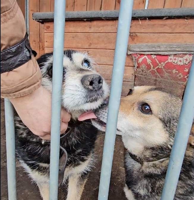 2 przecudne psiaki szukają domu