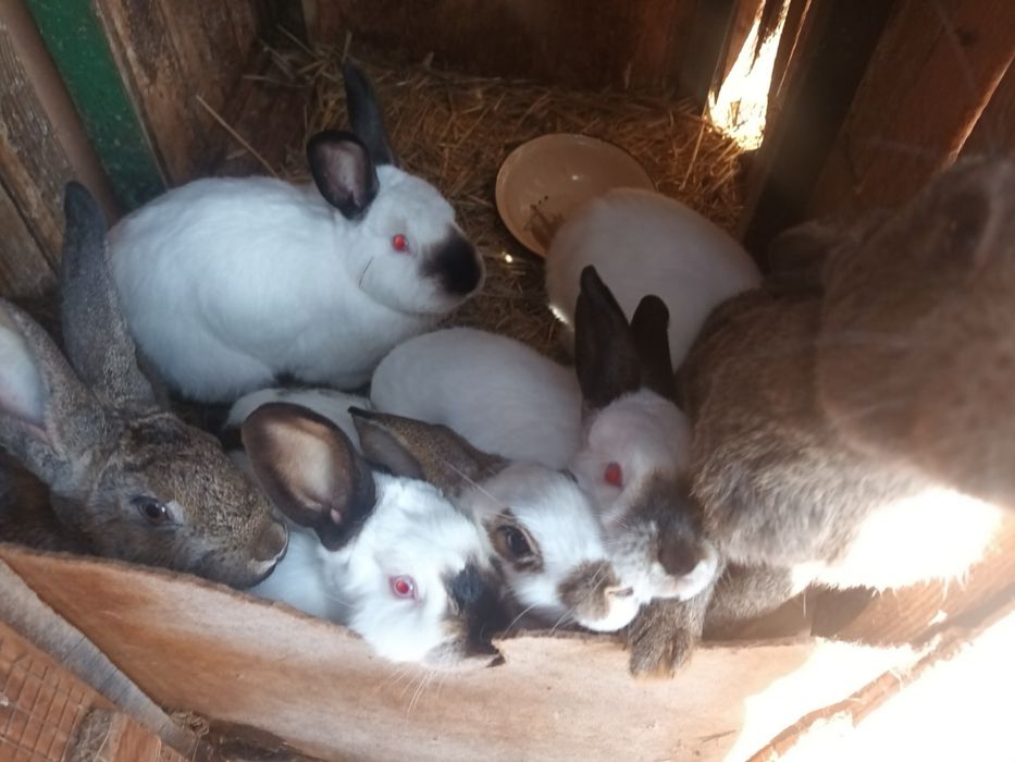 Króliki z odbiorem osobistym