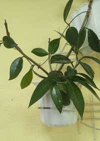 Хойя, хоя (Hoya carnosa), лиана, декоративно-лиственные