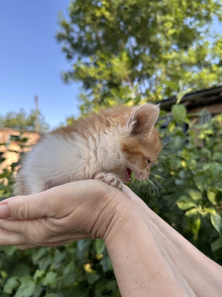 Віддам кошенятка в люблячу сімю