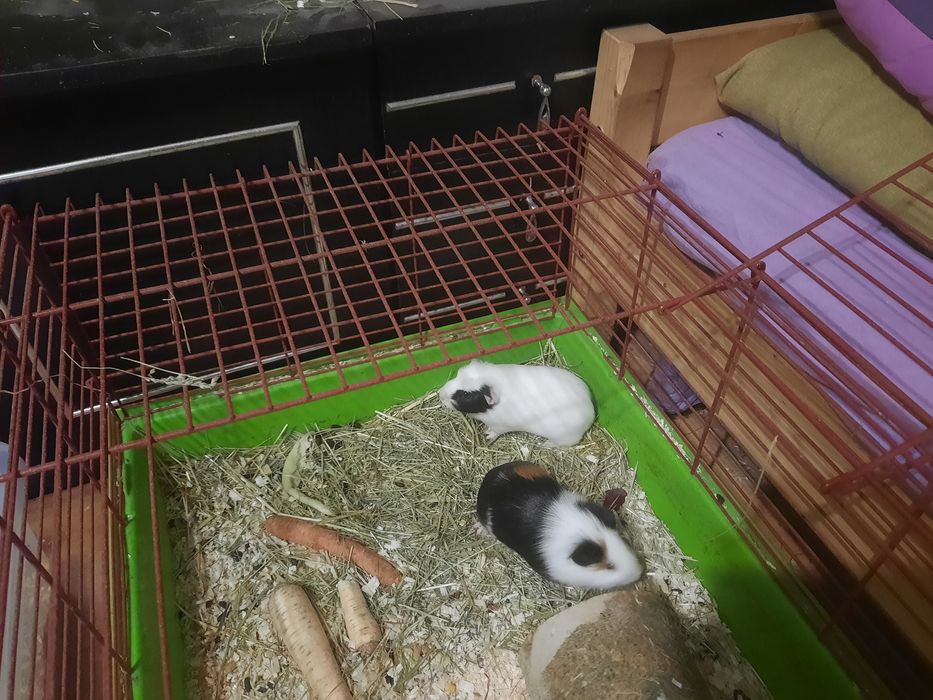 Świnki wraz z klatką