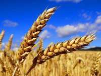 Пшениця озима