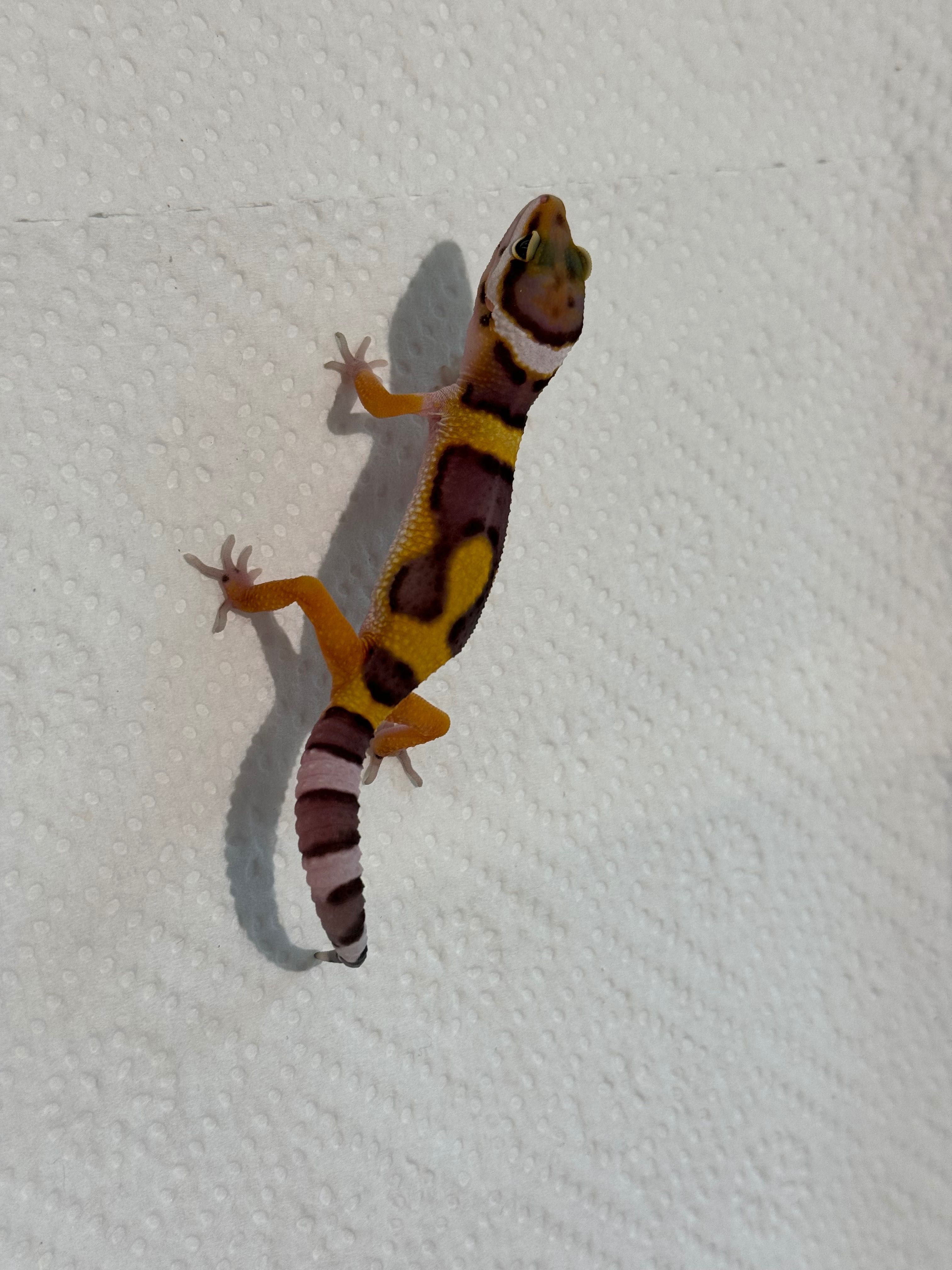 Gekon lamparci nr 14 - sklep terrarystyczny ANIMALE