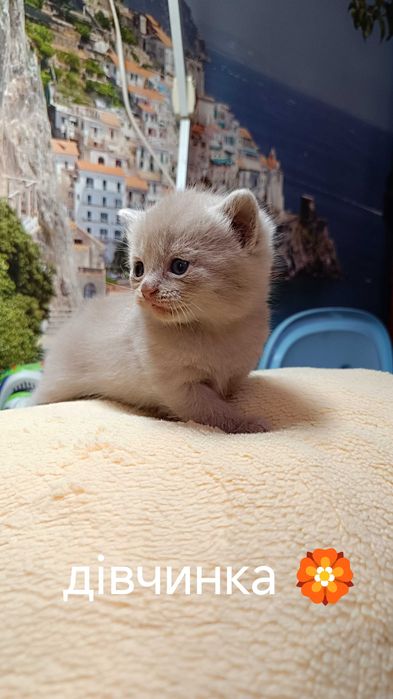 Кошенята Шотланд та британці