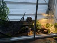 Gekon lamparci z terrarium i pełnym wyposażeniem