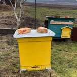 Продам вулик з сімʼєю