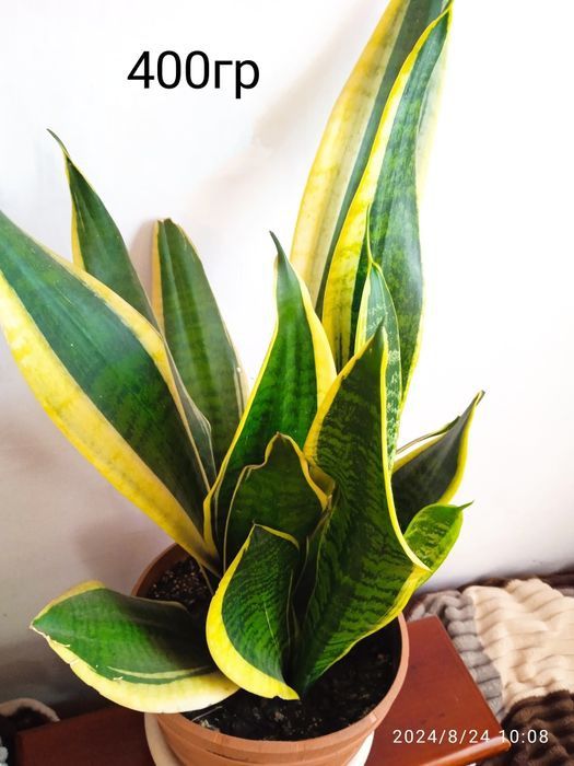 Сансевиерия, сансевьера, санса