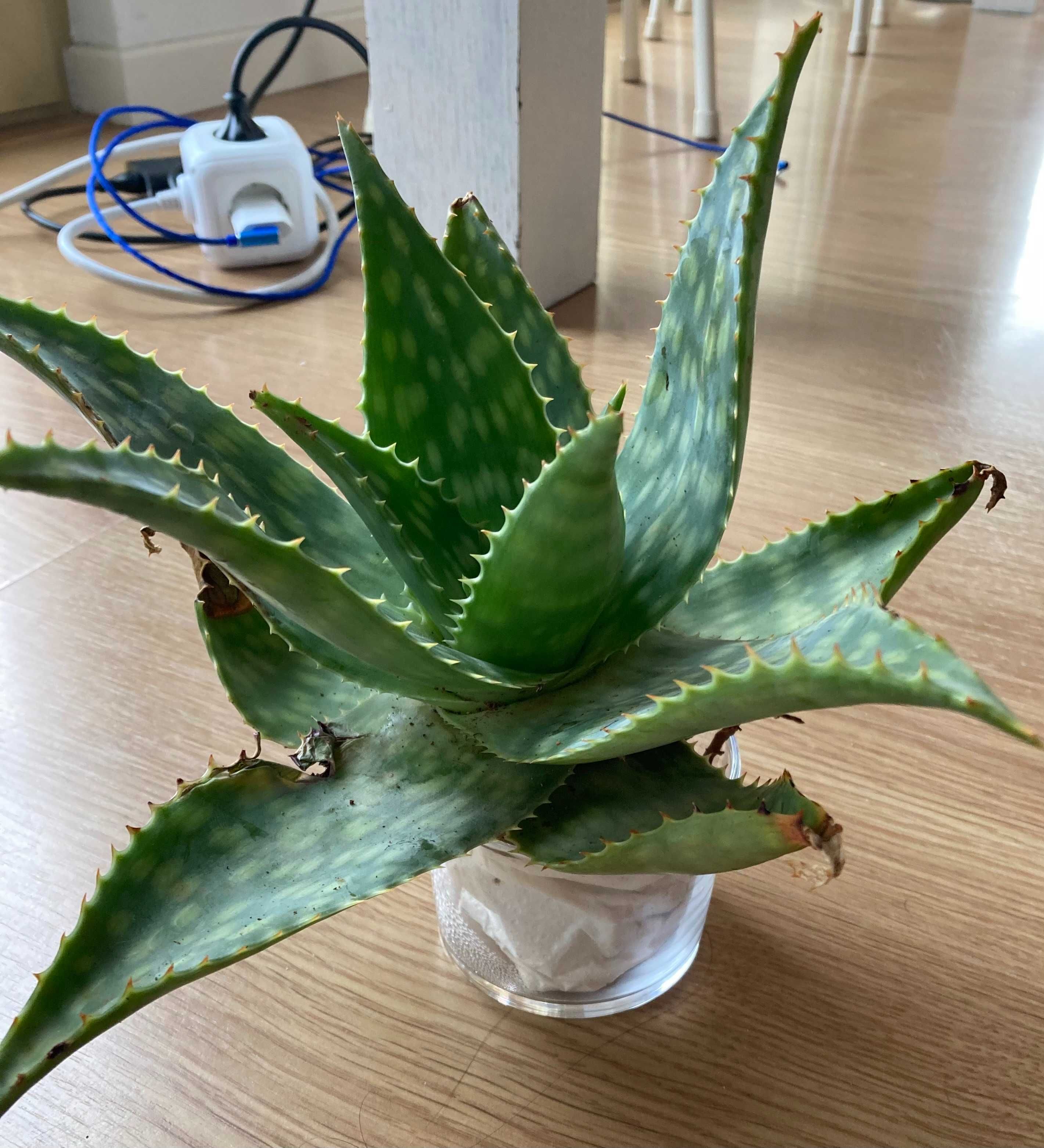 Planta natural biologica – Suculenta Aloe Vera (cacto)