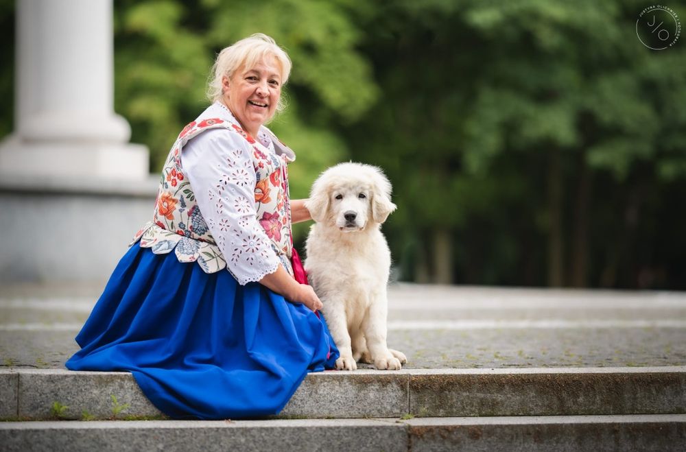 Polski owczarek podhalański