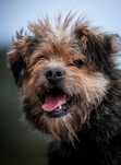Alf - pies optymista ADOPCJA