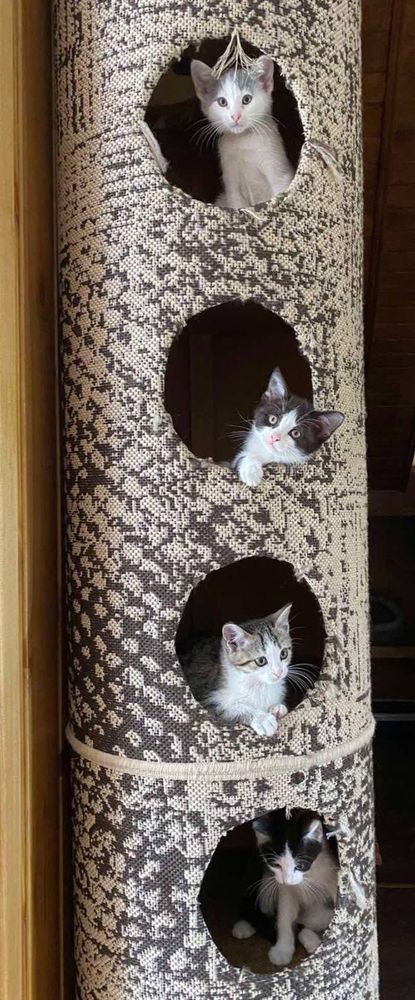 Кошенята в люблячі родини