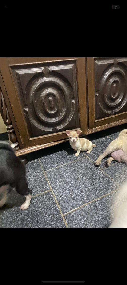 Chihuahua menino mini