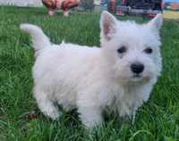 West highland white terrier- szczeniak