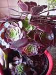 Planta - Aeonium Negro