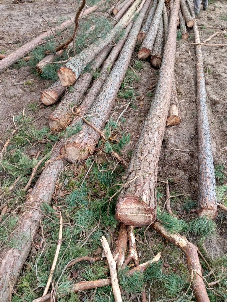 Stemple budowlane słupki ogrodzeniowe żerdzie drewno użytkowe