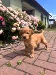 CIEMNOZŁOTY piesek Golden Retriever