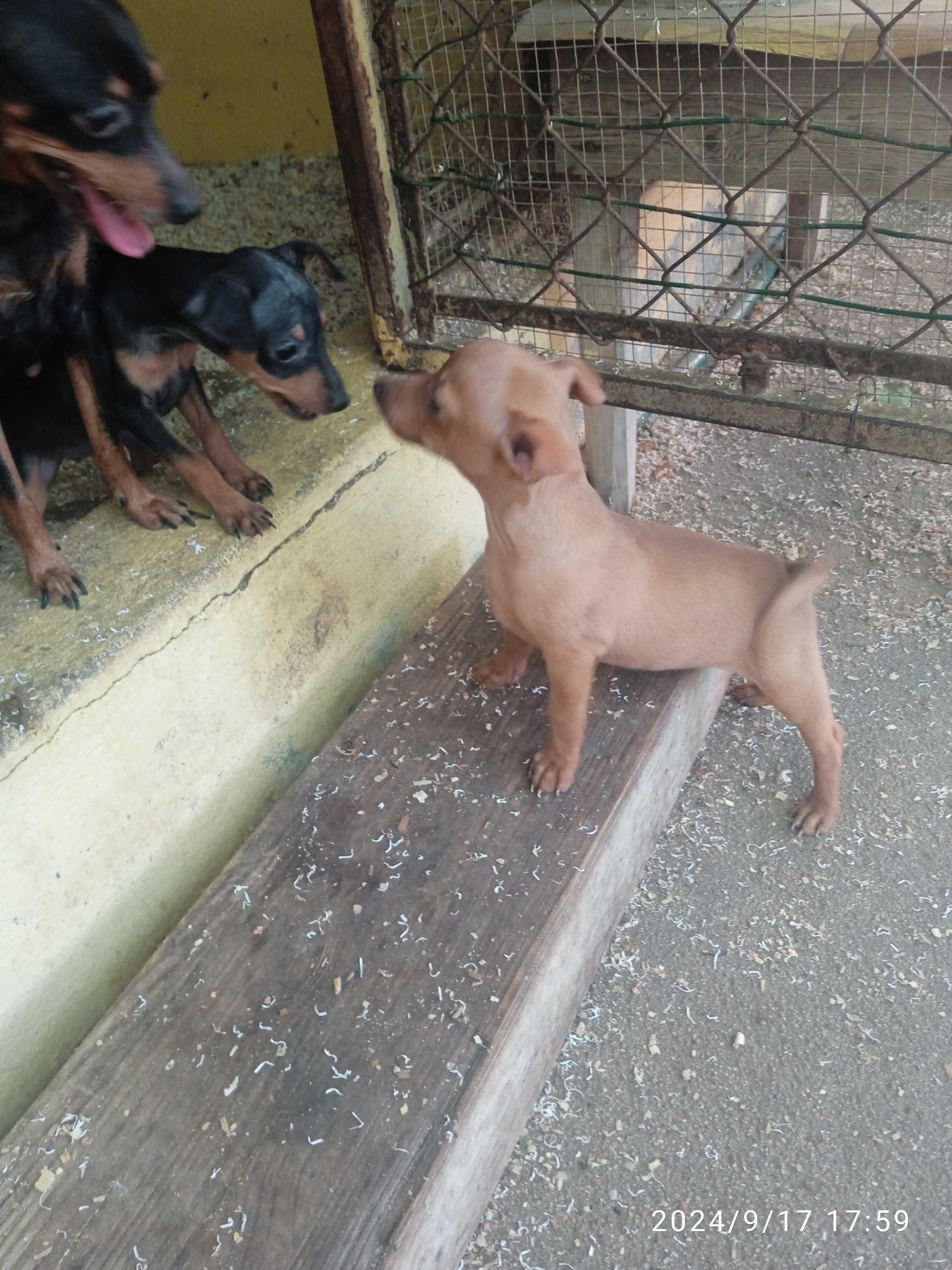 Pinscher menina bonita