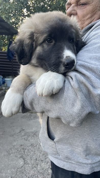 Продам щенка московская сторожевая