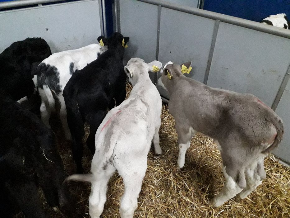 Sprzedam Cielaki, Mięsne, Mleczne, Krzyżówki, transport, Cielaczki