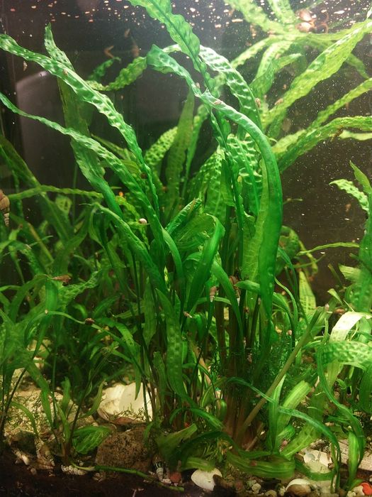 Rosłiny cryptocorne , glonojad