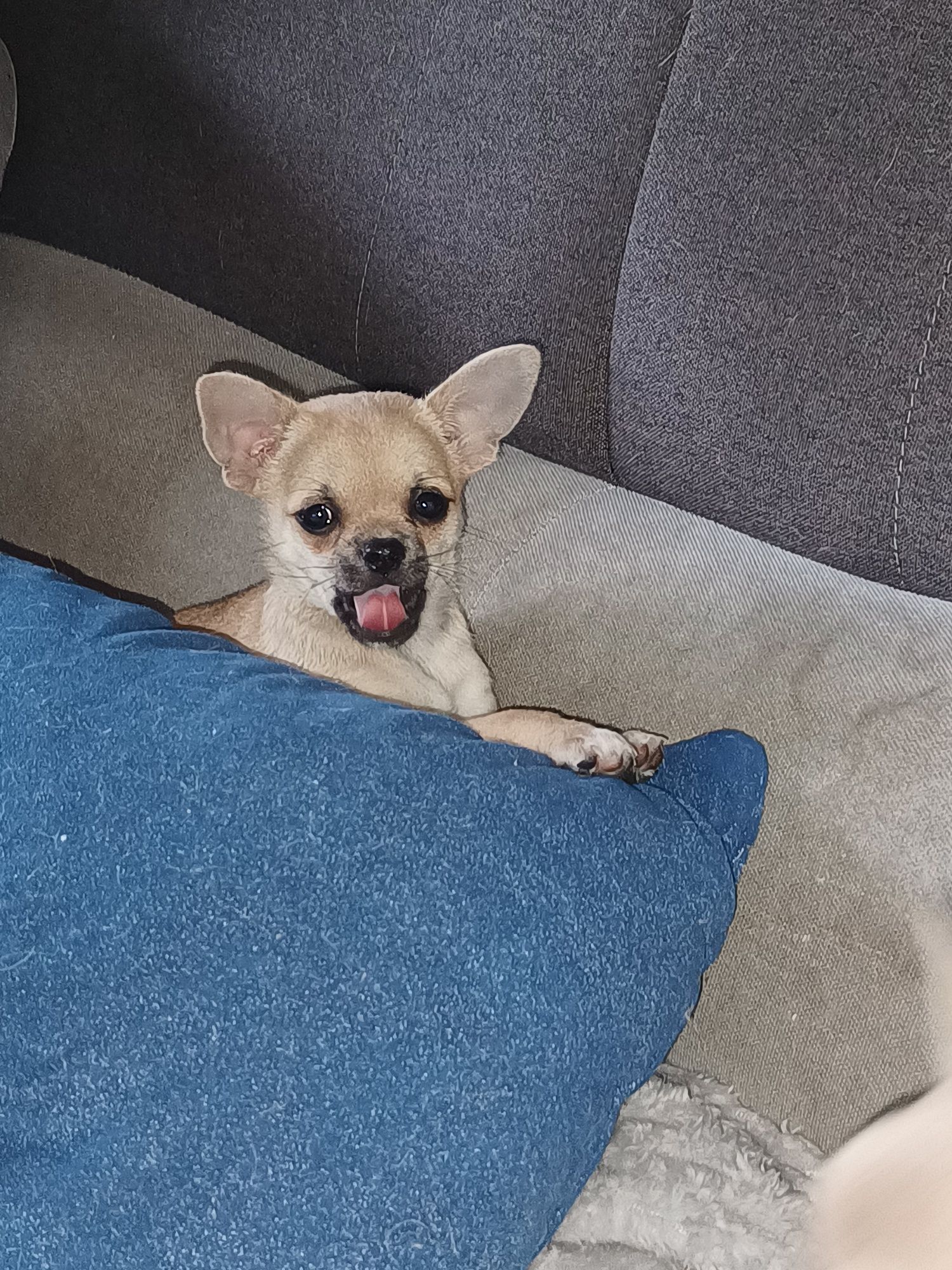Suczka rasy  chihuahua do odbioru