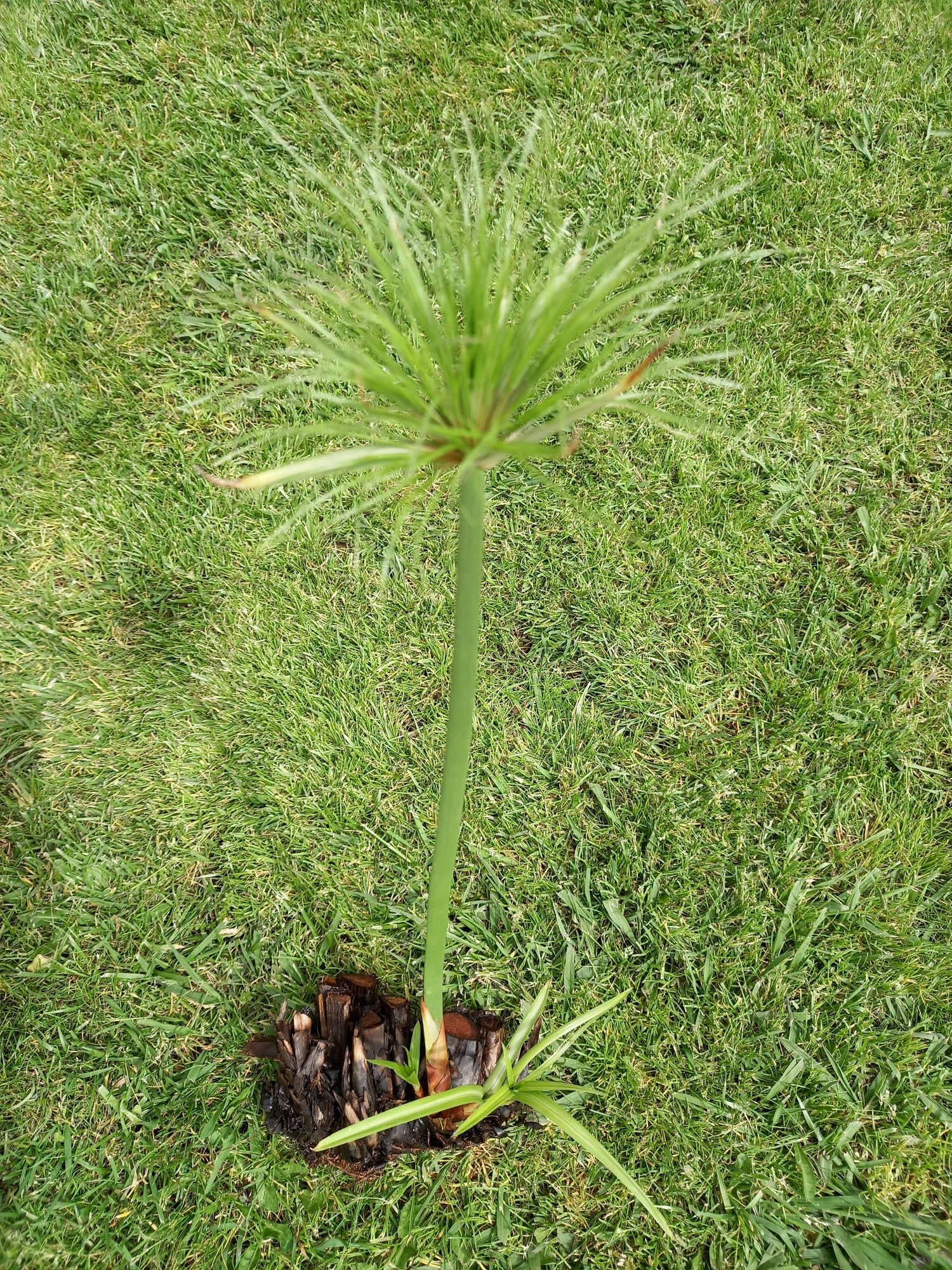 Pés de plantas jardim de papiro para plantar lagos e jardins