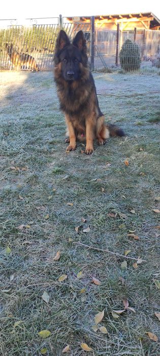 owczarek niemiecki na sprzedaż