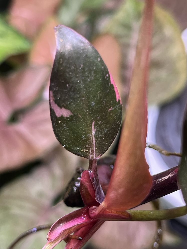 Philodendron Pink Princess nie TC