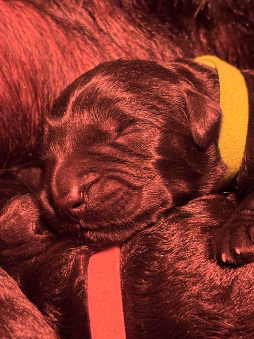 Sznaucer olbrzym - szczeniak- suczka