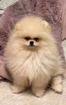 Pomeranian piesek miś