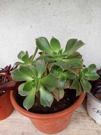 aeonium leucoblepharum