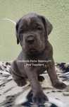 Super błękitna suczka /Cane Corso Italiano