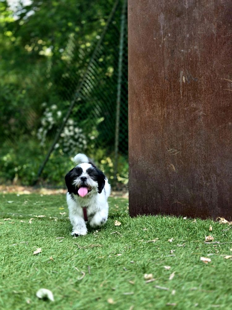Shi-tzu macho lindo