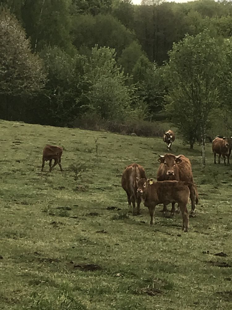 Pokoje agroturystyka noclegi wypoczynek majowka