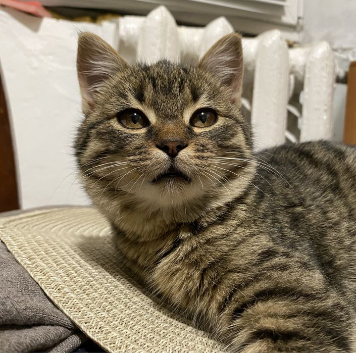 Віддамо кицю в добрі руки