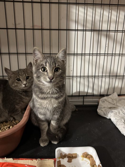 Котик 5 місяців шукає родину