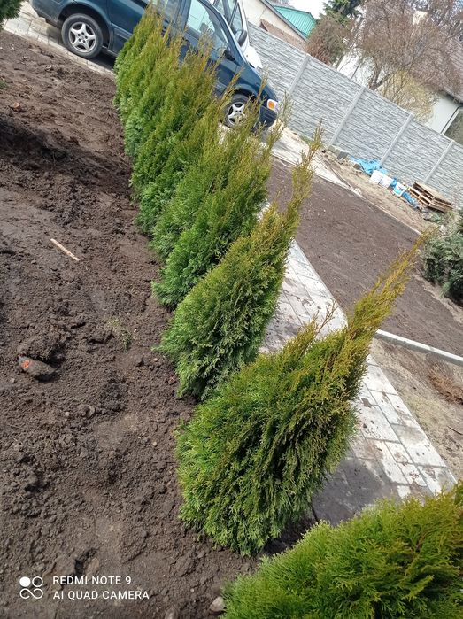 Tuja Szmaragd żywotnik żywopłot 100cm