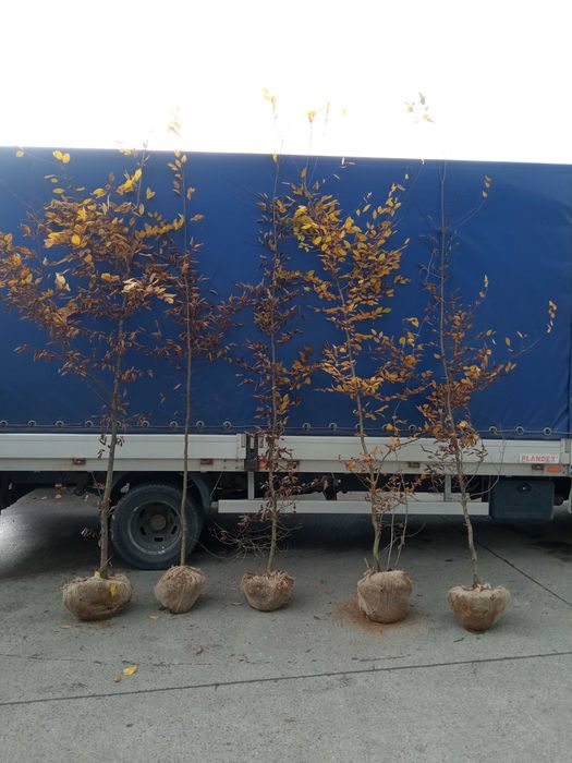 Brzoza brodawkowata,grab,buk, lipa, klon,topola,olcha,tuje,sosna,dowoz