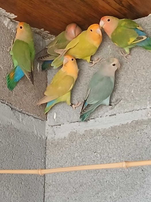 Agapornis  Sátão viseu