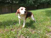 Beagle suczka 3 letnia.
