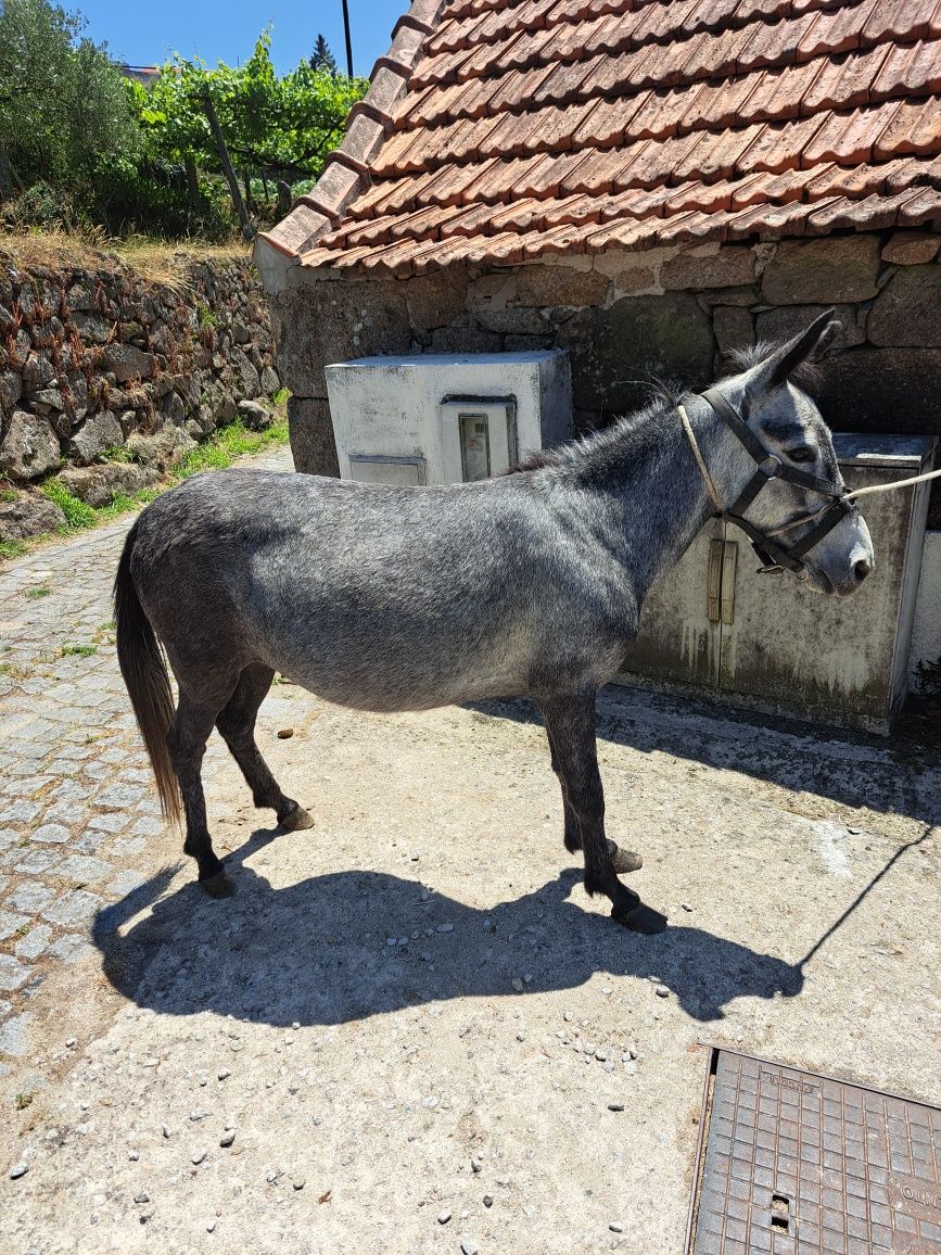 Macho anao para venda