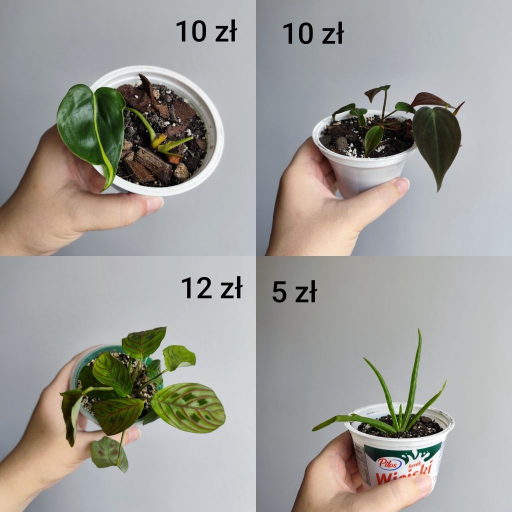 Koleus, filodendron, scindapsus, epipremnum i inne rośliny
