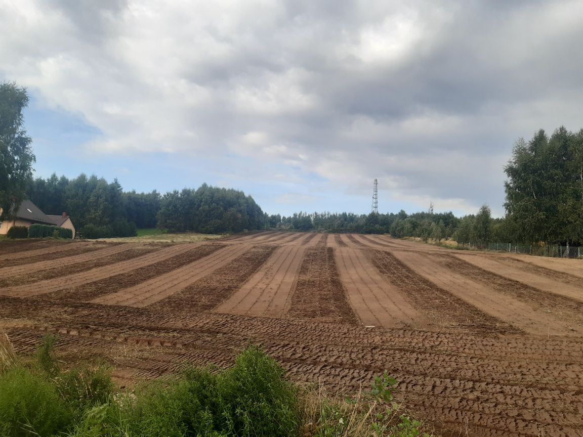 Wycinka drzew mulczowanie czyszczenie dzialek koszenie traw nieużytków