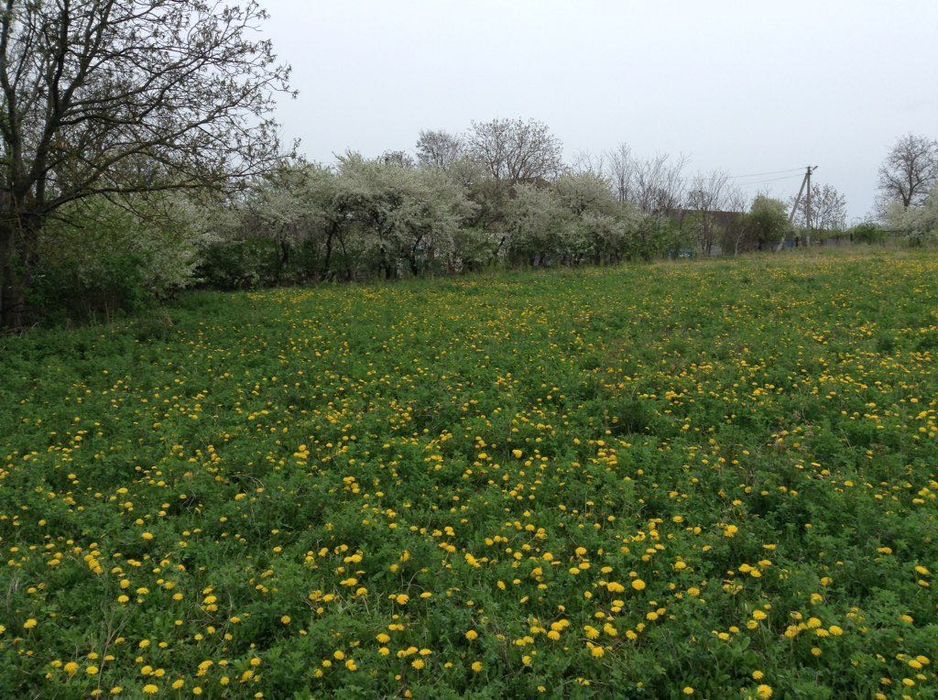Продається Велика Сонячна Земельна Ділянка (Пів Гектара), Житлова
