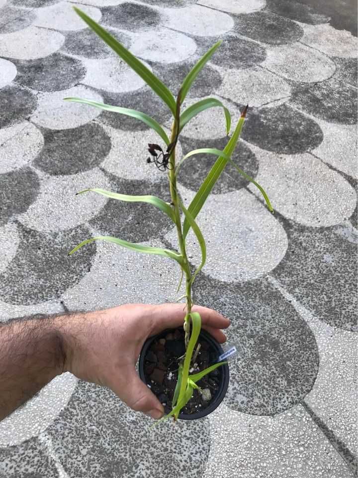 Orquídea Africana Neobenthamia gracilis